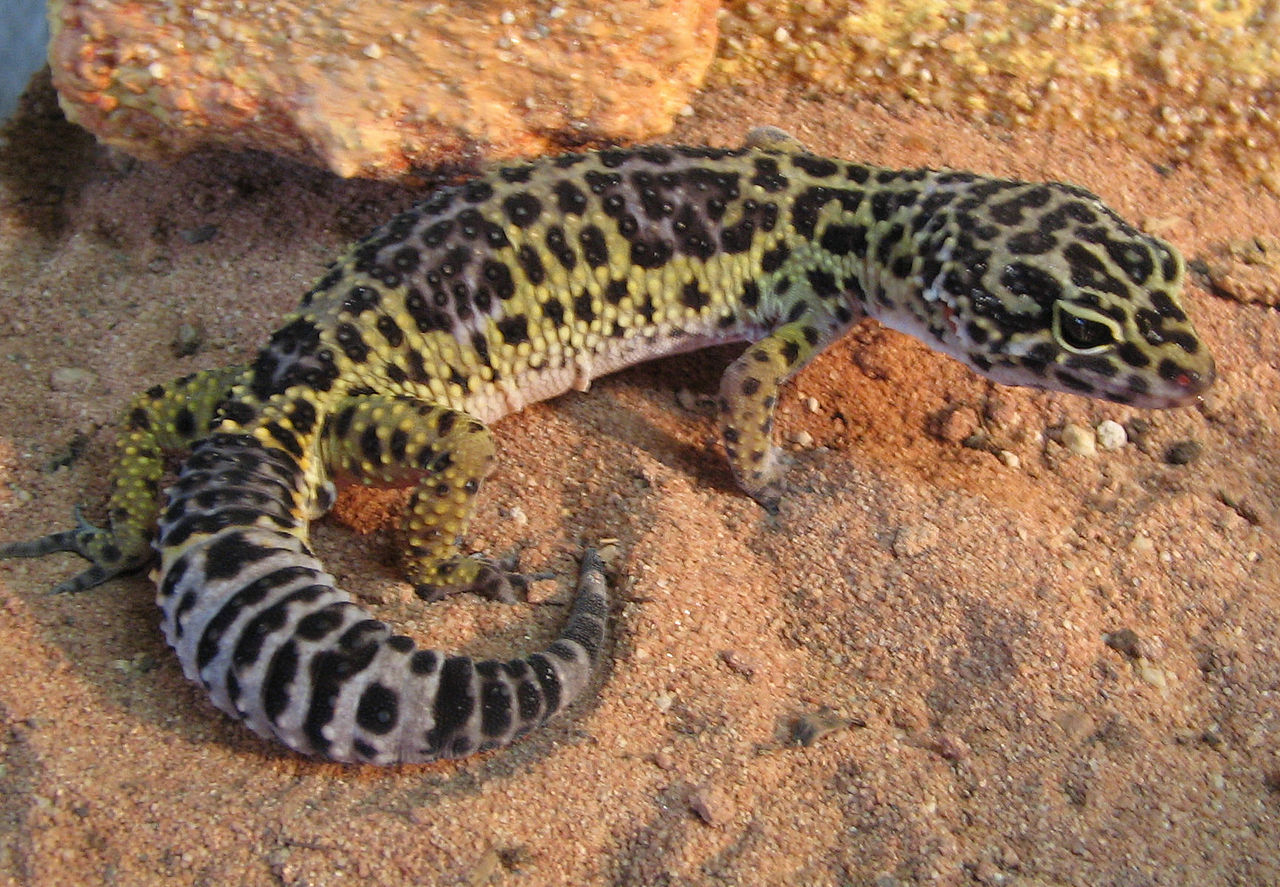 Леопардовых гекконов следует выращивать в степных террариумах